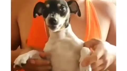 super strong dog #animals