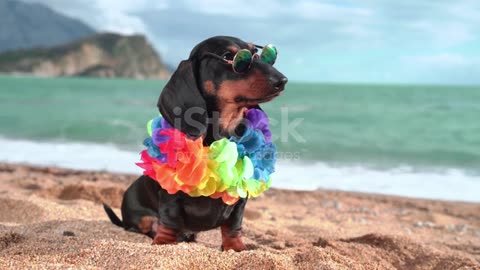 dog attitude