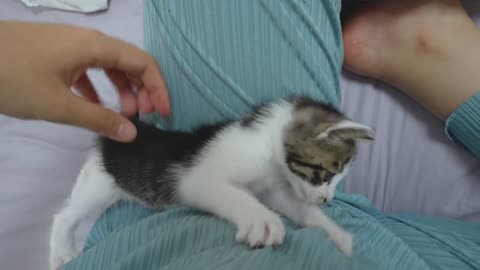 A Baby Kitten Comes and Politely Asks Me to Sleep Together