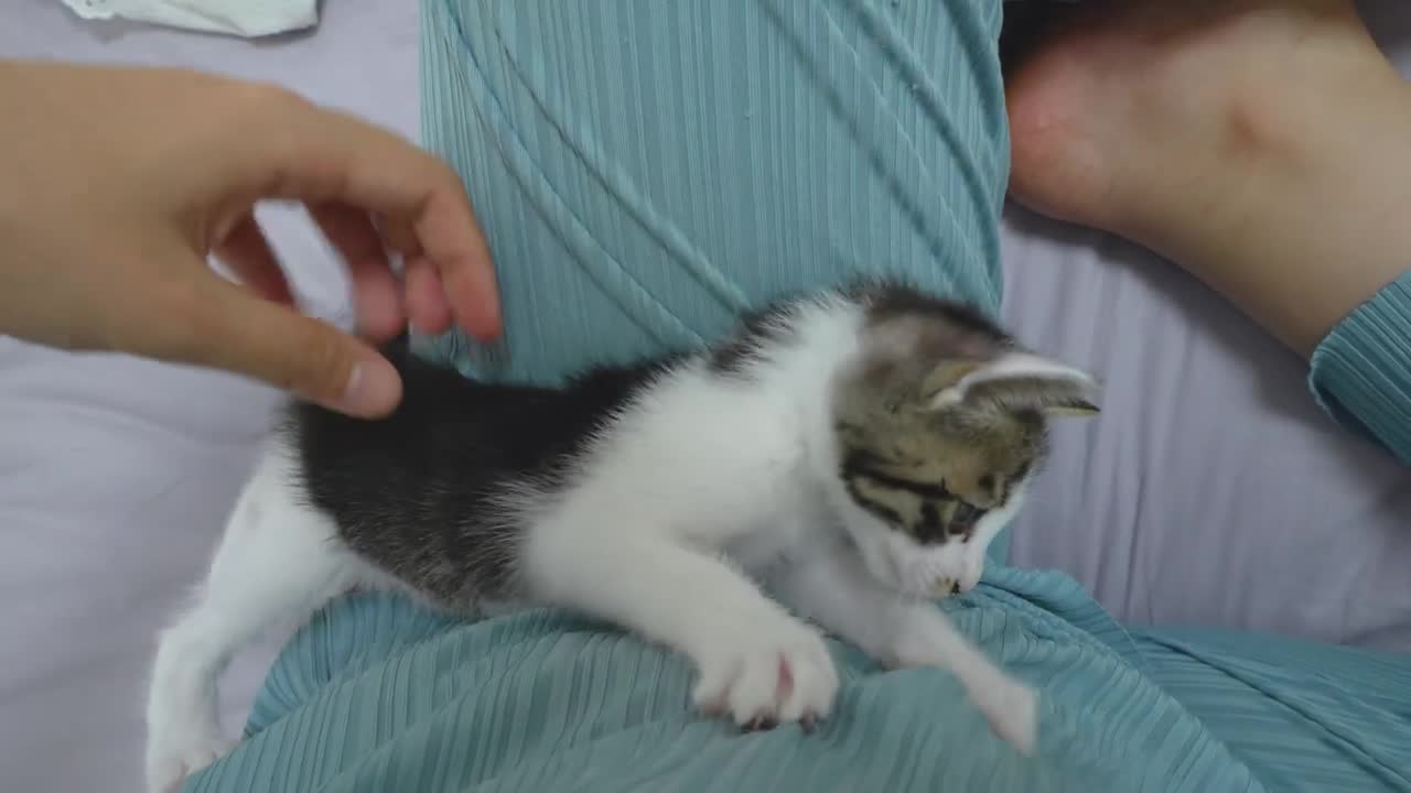 A Baby Kitten Comes and Politely Asks Me to Sleep Together