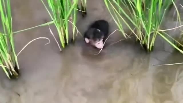 Anak monyet mandi dan cari makan