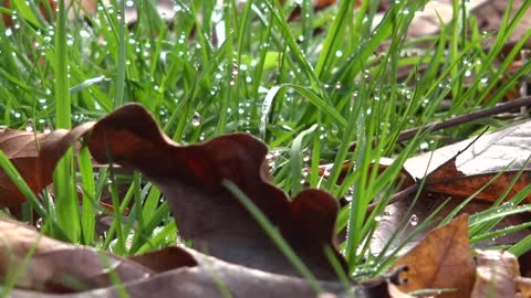 Dead Leaves And Grass Pan