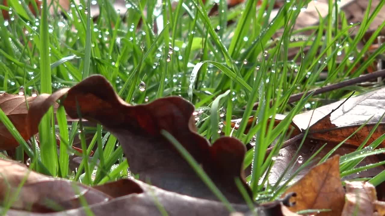 Dead Leaves And Grass Pan