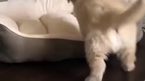 🐶🐶 Dog makes his own bed 🐶🐶