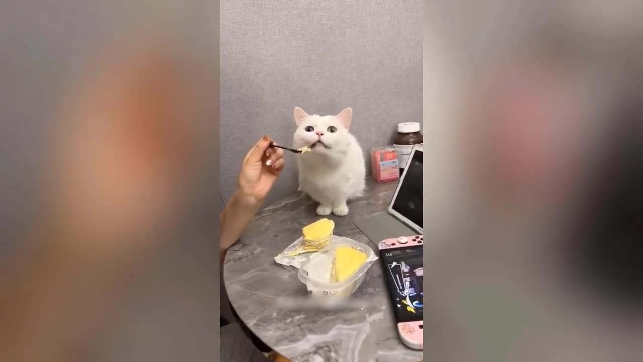 Animal videos