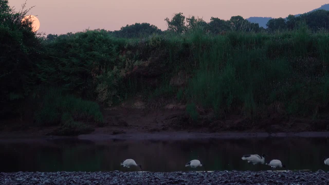 one Minute Australia #01