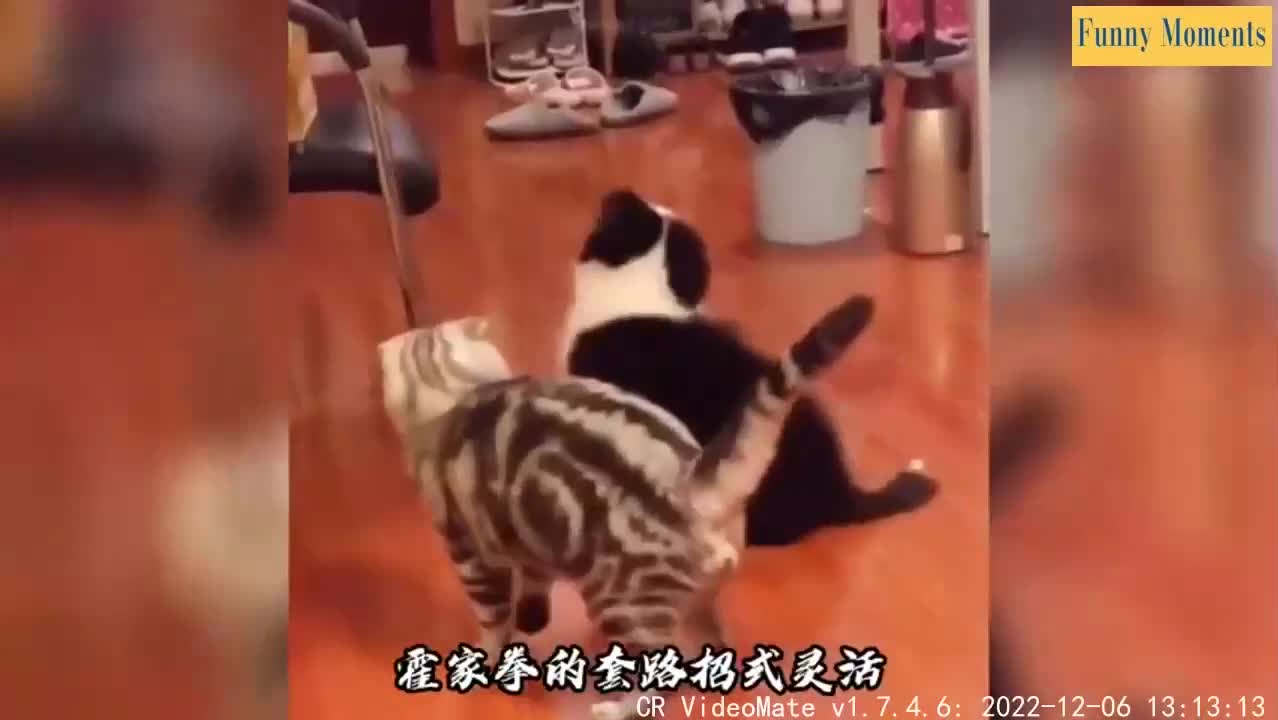funny dogs cute videos cute animals cutest cats compilation funny cat