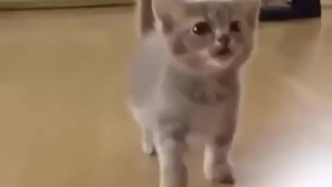 Silly cats with human mouth 😺
