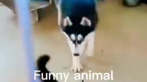 Cat and dog fight