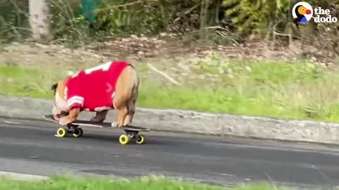 Bulldog Obsessed With His Skateboard Hates When His Parents Try To Take It Away From Him | The Dodo
