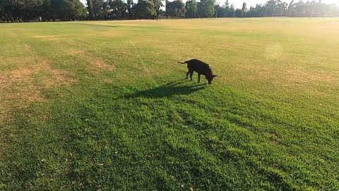 Pet training.