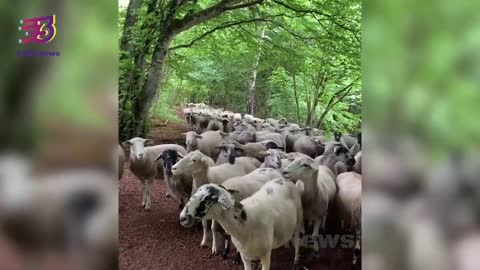A flock of sheep following trail runner in France