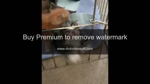 Cute Baby Animals
