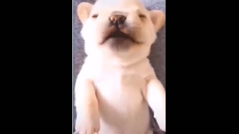 Cute puppy