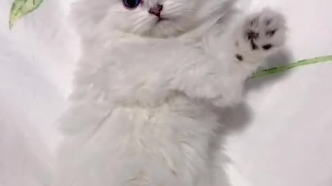 its so cute