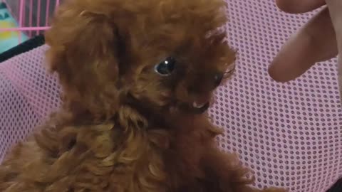 puppy