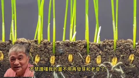 薑的保鮮方法 3個月不乾癟發黑