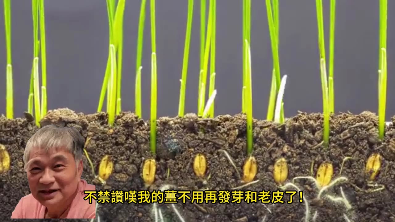 薑的保鮮方法 3個月不乾癟發黑