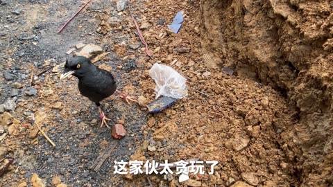 Birds in Nest: A Calm and Relaxing Video