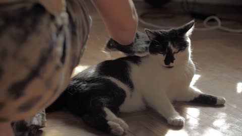 Cute Cat