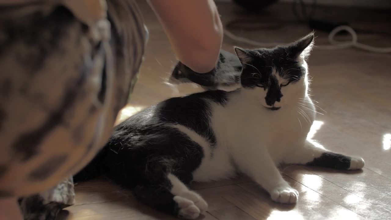 Cute Cat