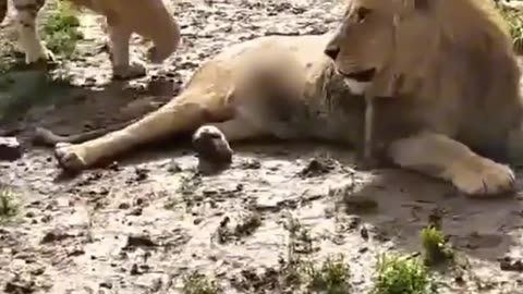 Lion fighter, lion , tiger