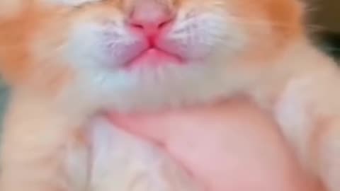Cute cats video 2023