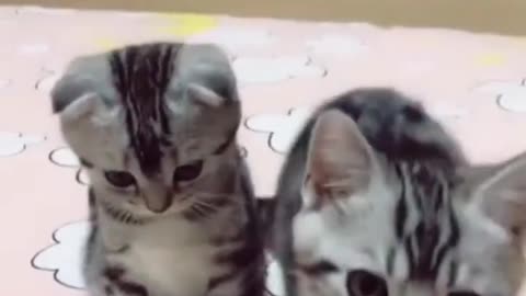 HOUR FUNNY CATS COMPILATION 2023😂| Funniest Cats😸