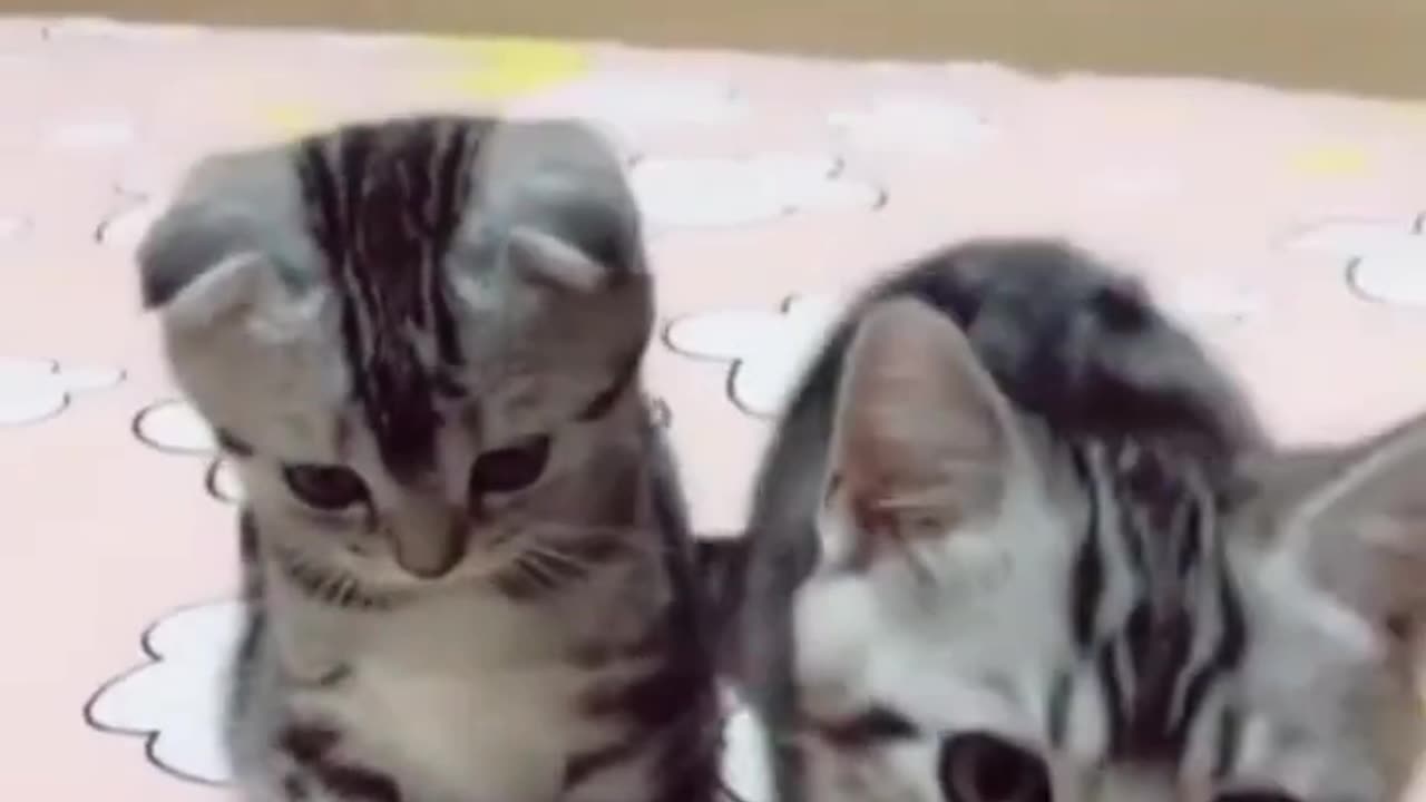 HOUR FUNNY CATS COMPILATION 2023😂| Funniest Cats😸