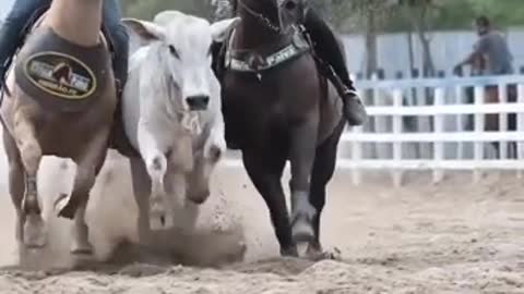 Horse reaching in villages