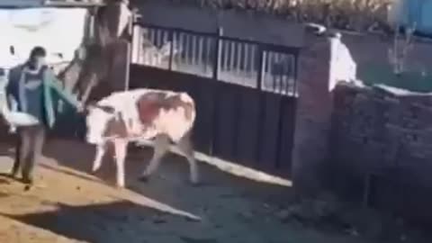 Funniest Cats and Dogs 🐶🐱 Funny Animal Videos #19
