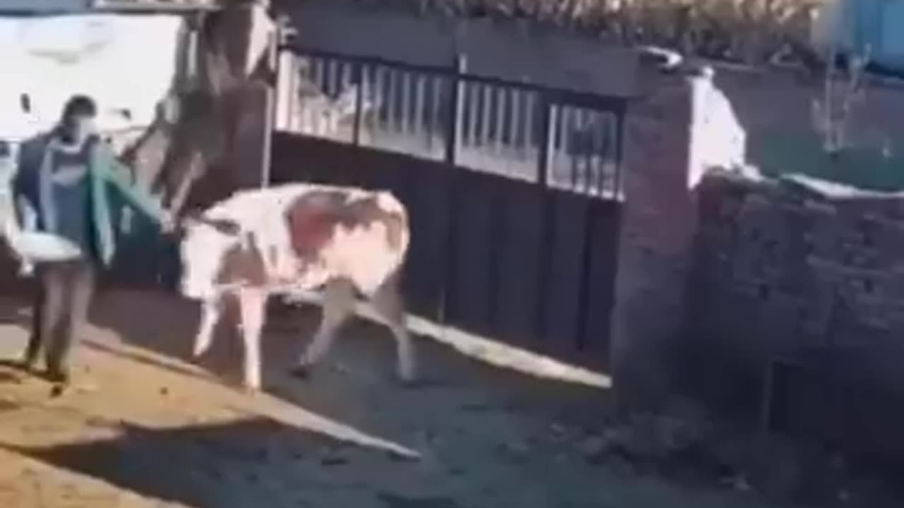 Funniest Cats and Dogs πΆπ± Funny Animal Videos #19