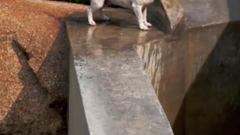 Dog loves this Water Drinking GAME