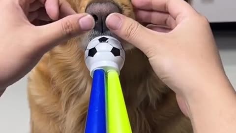 Dog knows how to play it