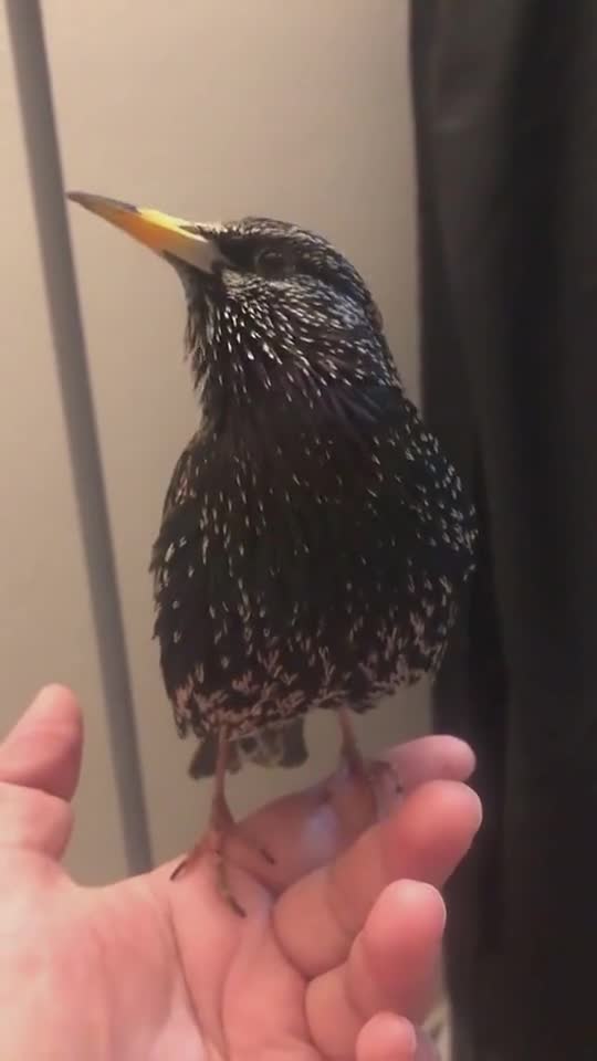 Birds Voice #UbertainmentFun