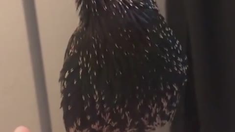 Birds Voice #UbertainmentFun