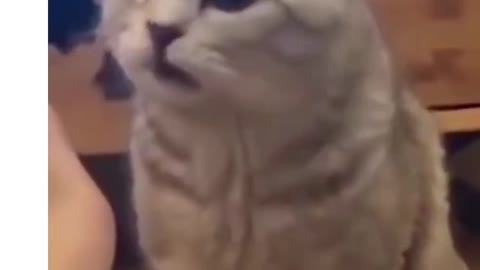 Gatos e Cachorros Engraçados