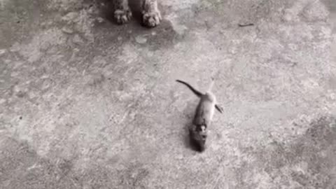What happened to that mouse😹😹😹#funnyvideos😂 #mouse