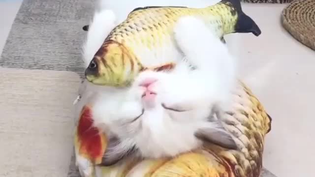 Weird Sleeping Pose of Kitten
