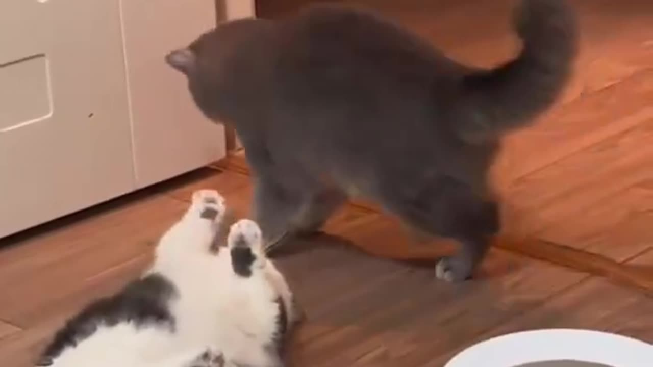 Cat🐈‍⬛🐈‍⬛🐈‍⬛🐈‍⬛