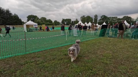 J'AI FAIT ÉQUIPE AVEC MON CHIEN POUR UNE COURSE DE FOLIE !