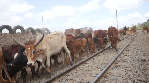 COWS ON RAILWAY TRACK