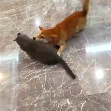 Funny Cats And Dogs Videos -- _1 - Best Funniest (new funny dog video)