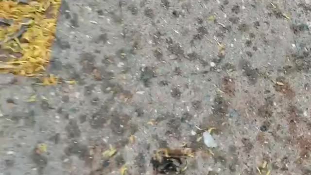 Plötzlich sterben in der ganzen Stadt überall die Bienen. Ich zeige es Euch.