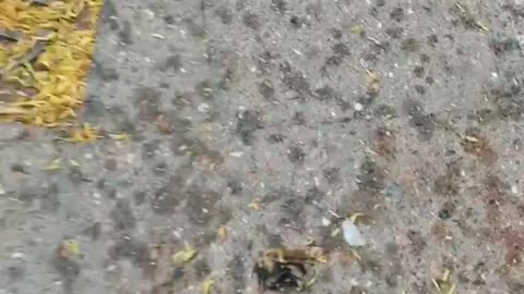 Plötzlich sterben in der ganzen Stadt überall die Bienen. Ich zeige es Euch.