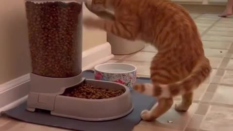 Funny Cats and Kittens Meowing Compilation