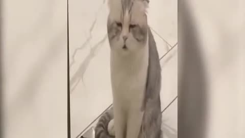 "Unlikely Friends: Watch Tiny Kittens' Adorable Reactions to Dogs and Cats"