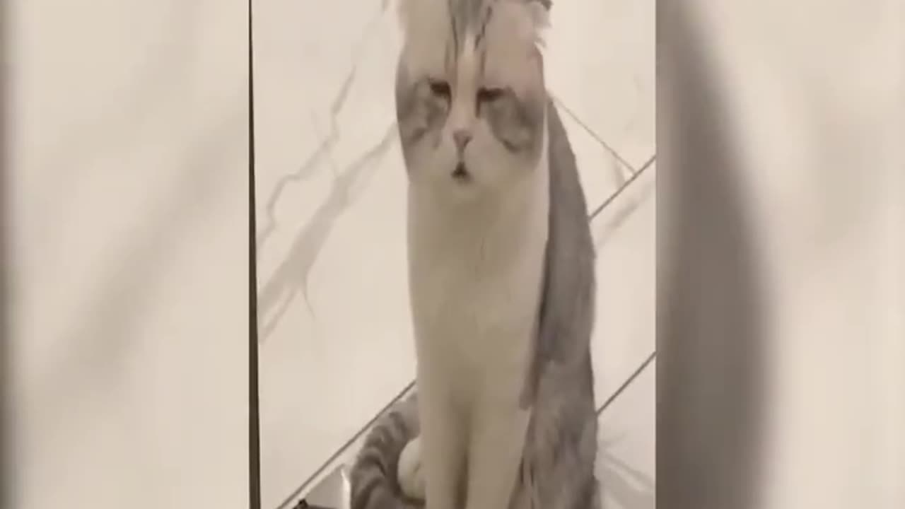 "Unlikely Friends: Watch Tiny Kittens' Adorable Reactions to Dogs and Cats"