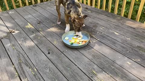 Lunch with Roxie 🐔 Hyena Pitbull Mix (Ehsantv) Chocolate Merle