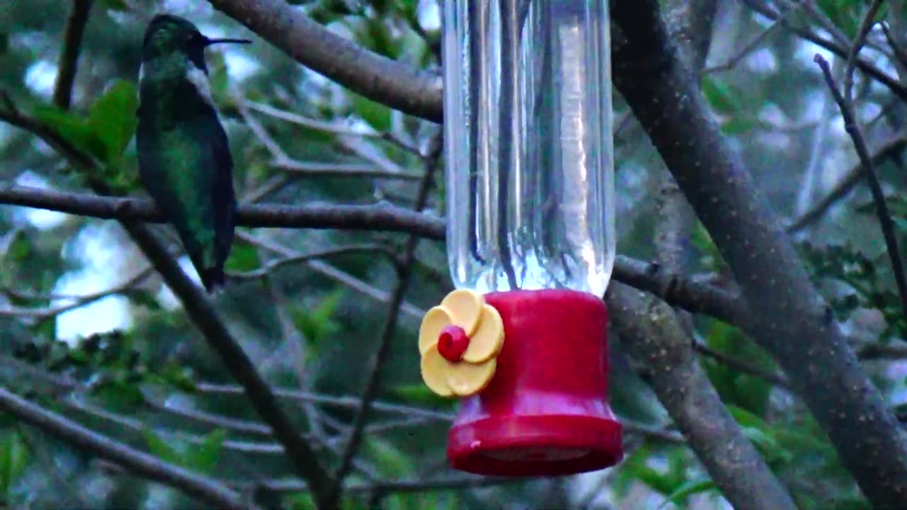 Hummingbird